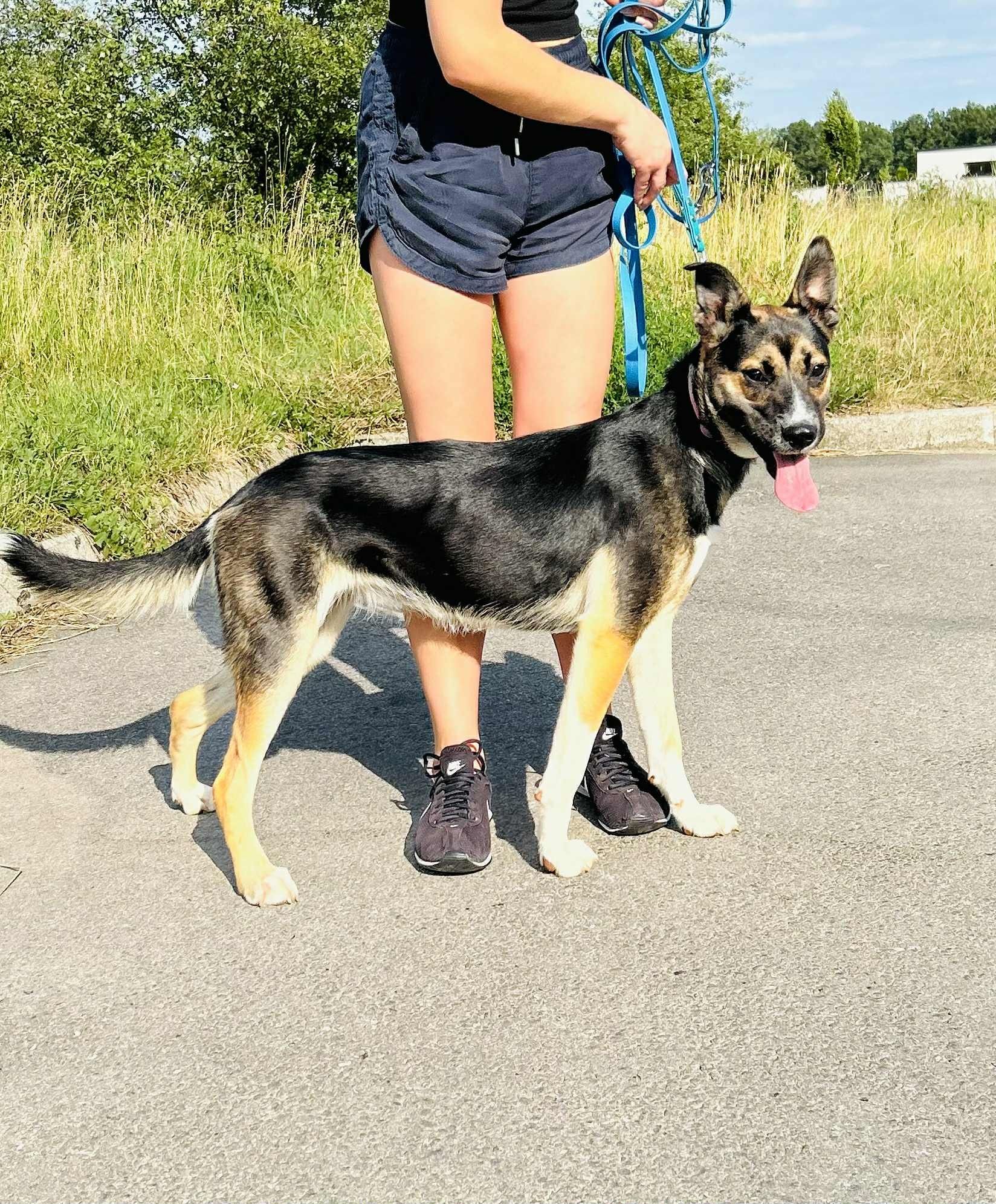 Wspaniała Nela szuka swojego Człowieka