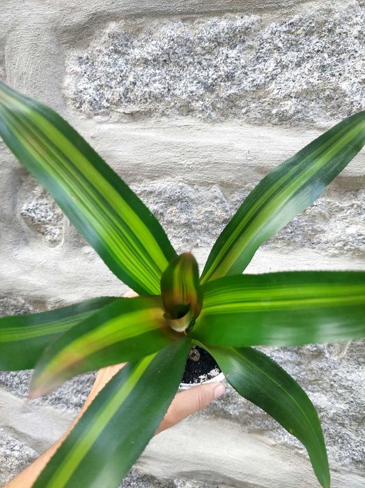 Planta Neoregelia Freddy