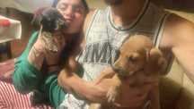 Tenho cães para doar muito meigos
