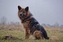 Cudny LEON w typie ON szuka domu