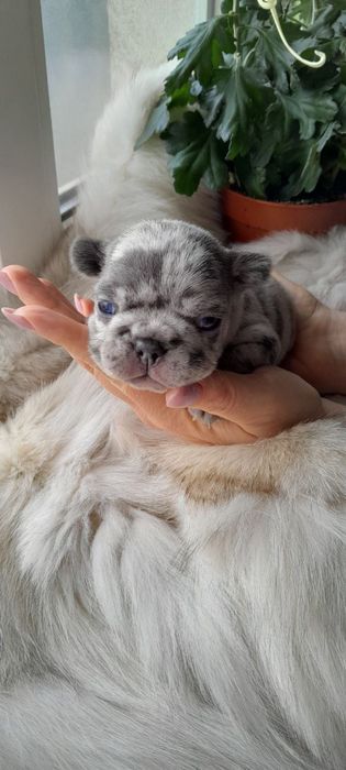 Міні-дівчинка французького бульдога