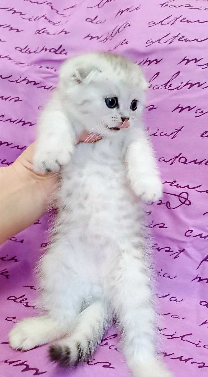 Scottish fold маленьке пухнасте щастя )Кошенята. Котики