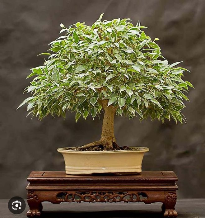 Бенджамина фикус