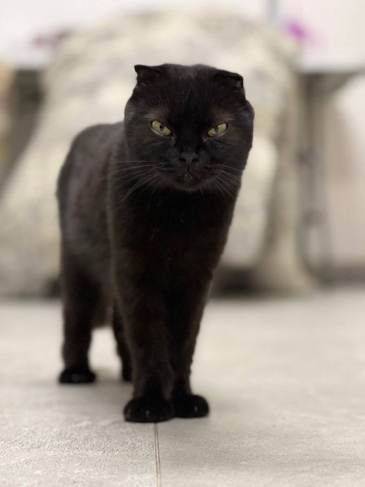 Безкоштовно ВИСЛОВУХА кішка Боярка дуже лагідна шукає люблячу людину