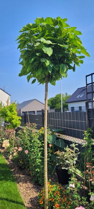 Katalpa nana drzewo catalpa 200 cm