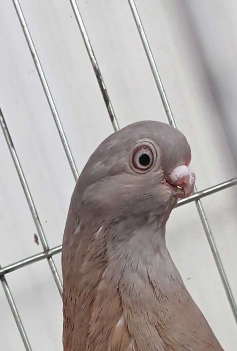 Gołebie ozdobne blauwindry samica