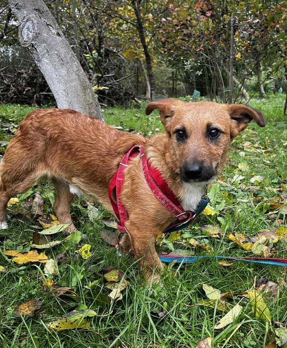 Rudi w typie jamnika.