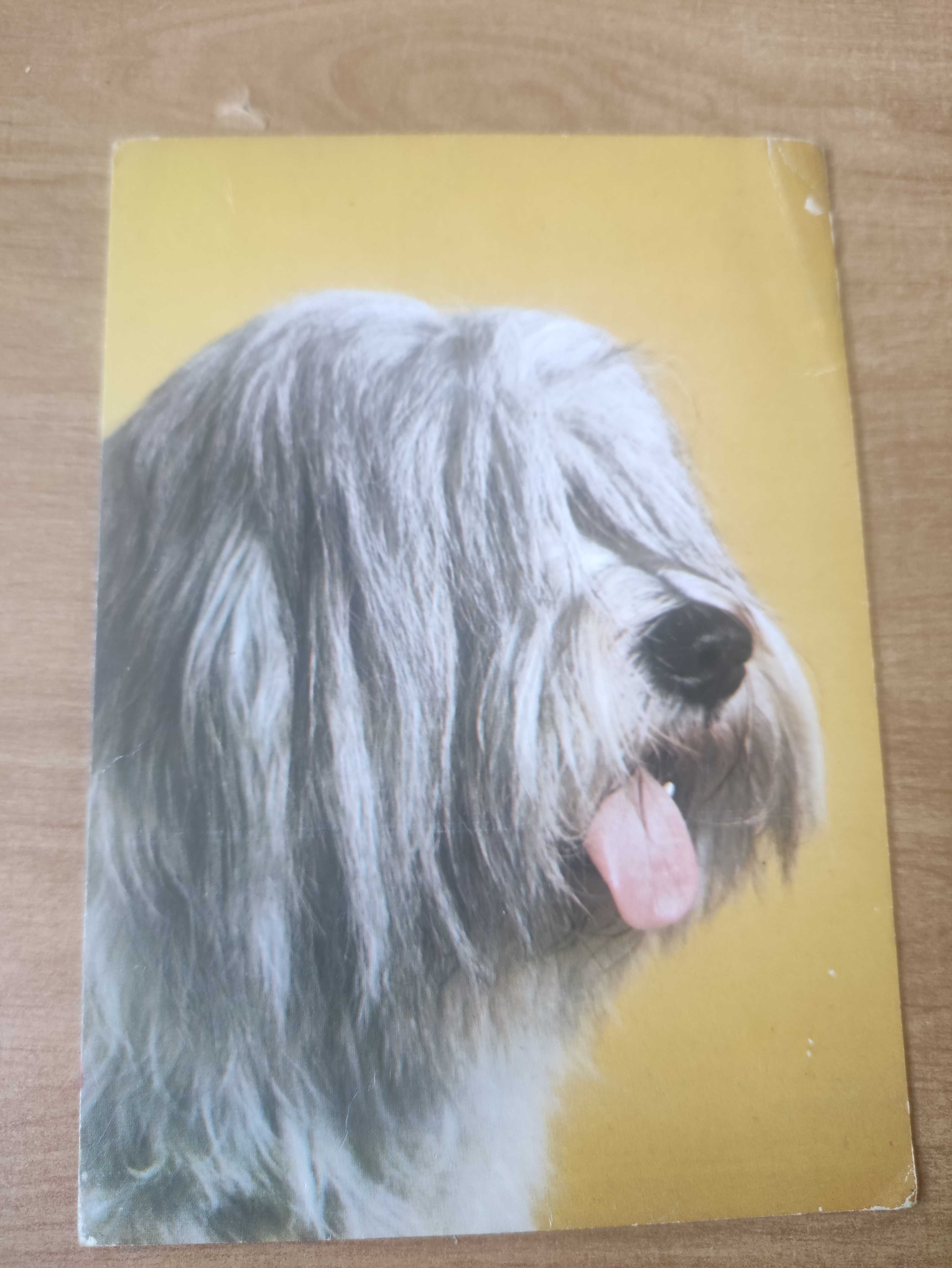 Pocztówka z psem. KAW 1976