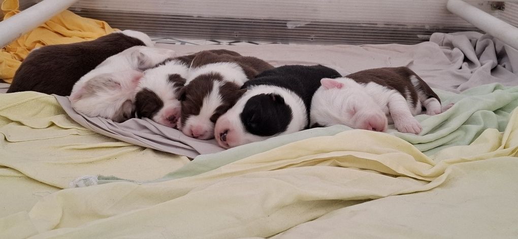Border Collie szczenięta  FCI ZKwP