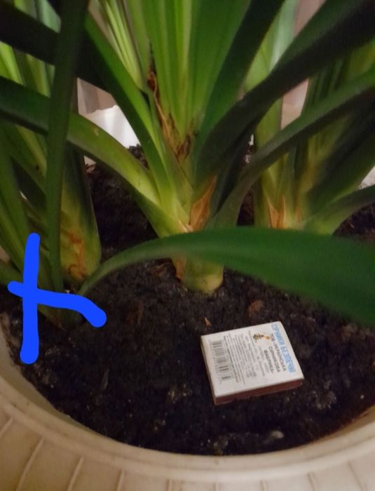 Продам Клівію кімнатну