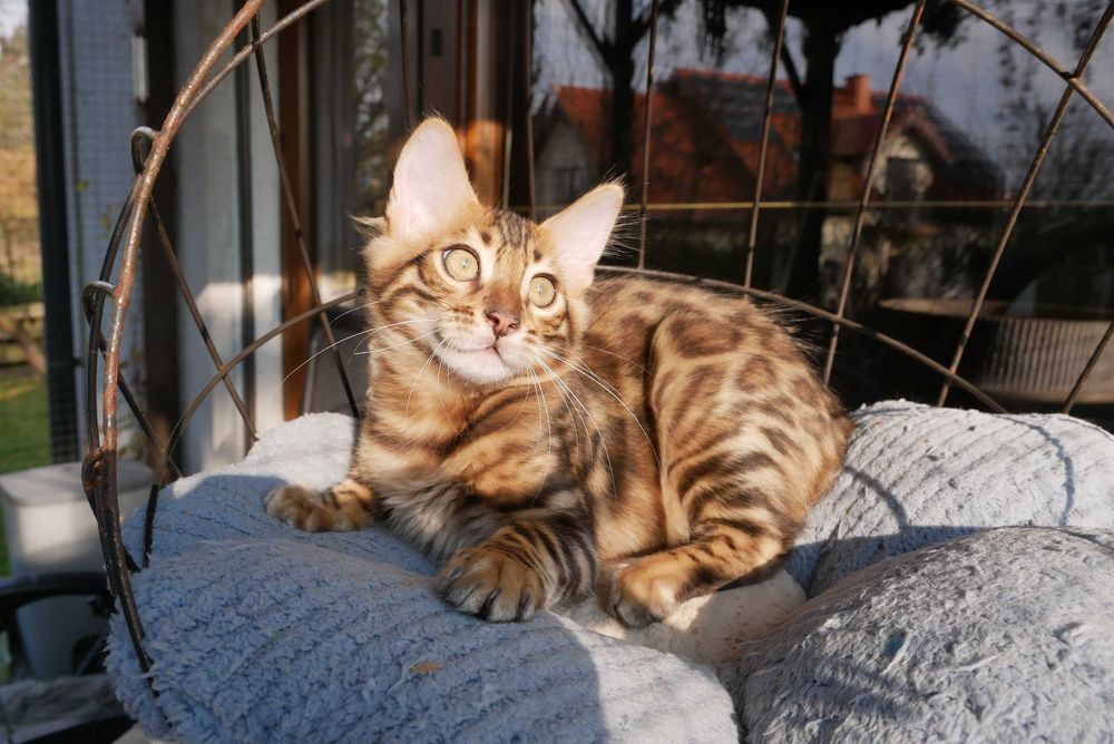 Dlugowlosy kocurek bengalski/ kaszmirowy