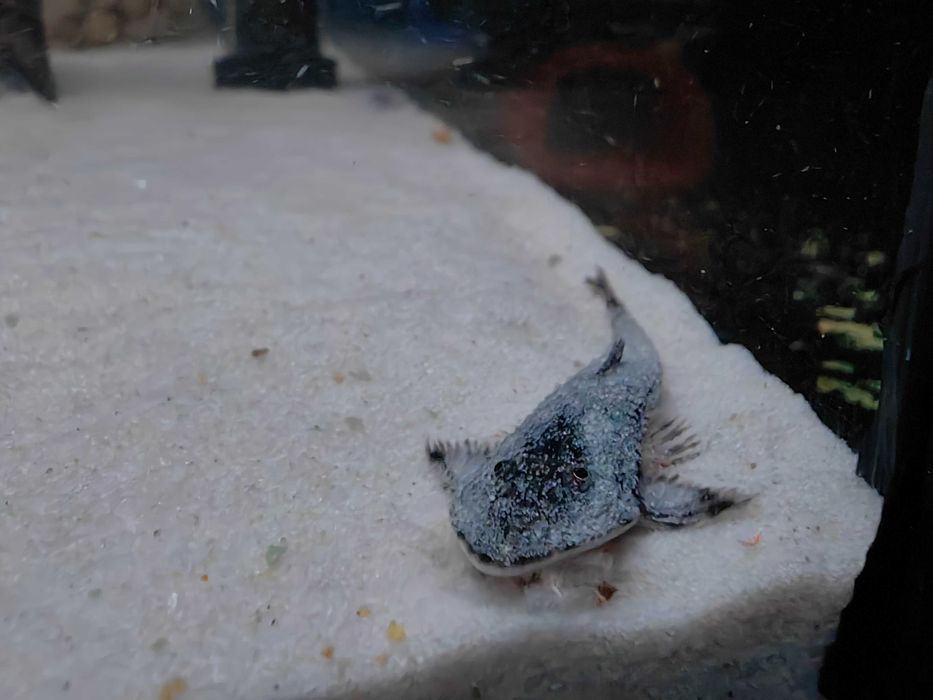 Pseudohemiodon sp. Peru  F1