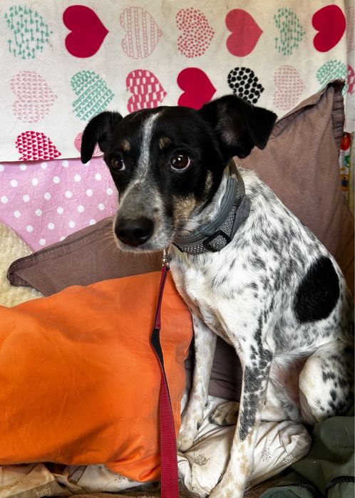 Piesek do adopcji KROPEK