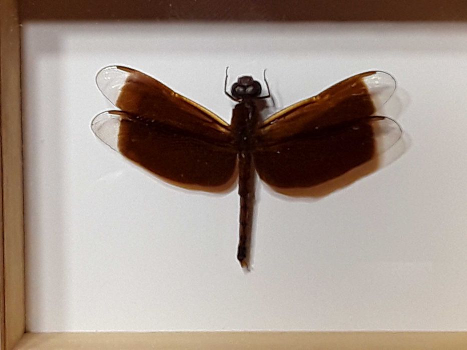 Ważka w ramce , gablotce 10 x 8 cm . Neurpthemis fluctuans , 55 mm .