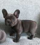 Buldog francuski