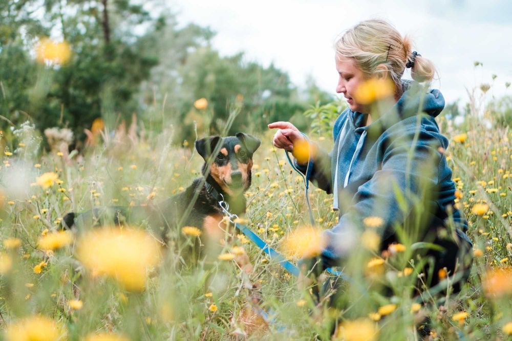 7 letni Diner do adopcji!