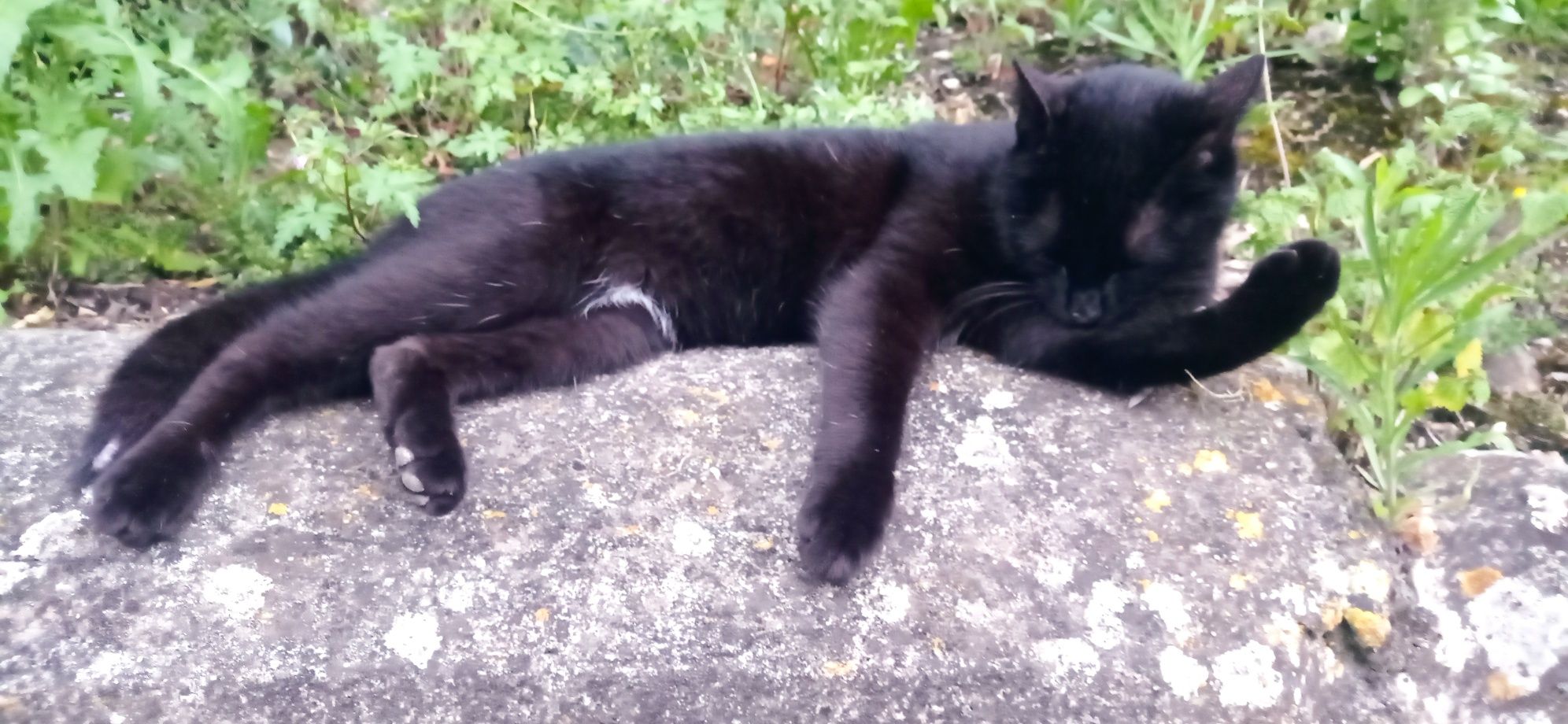 Gato para adopção