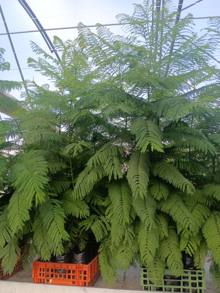 Jacarandá  + de 2 metros em saco 4lt