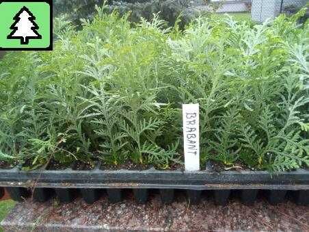 tuja brabant w doniczkach n0,5l, wys. 35-60cm