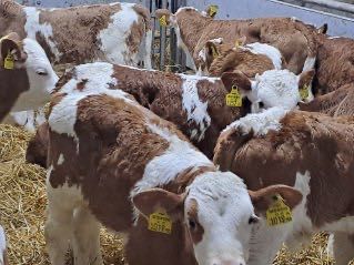 Sprzedam cielaki mięsne byczki jałóweczki