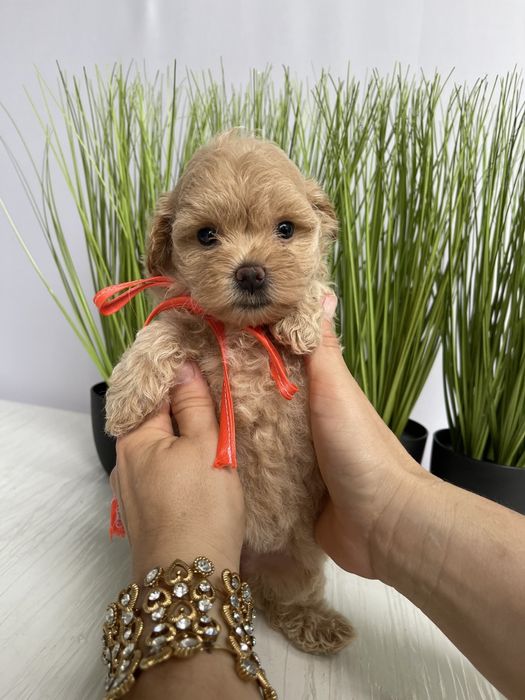 VIP Мальтипу F1  Дівчатка та хлопчик — краса з характером