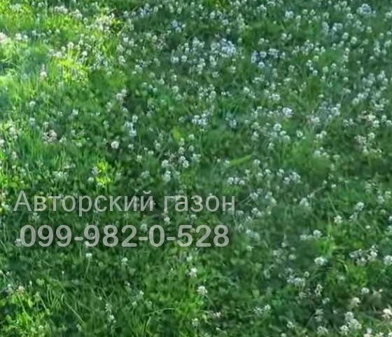 микро Клевер белый 10г Пиполина Дания семена орігінал цветы газон