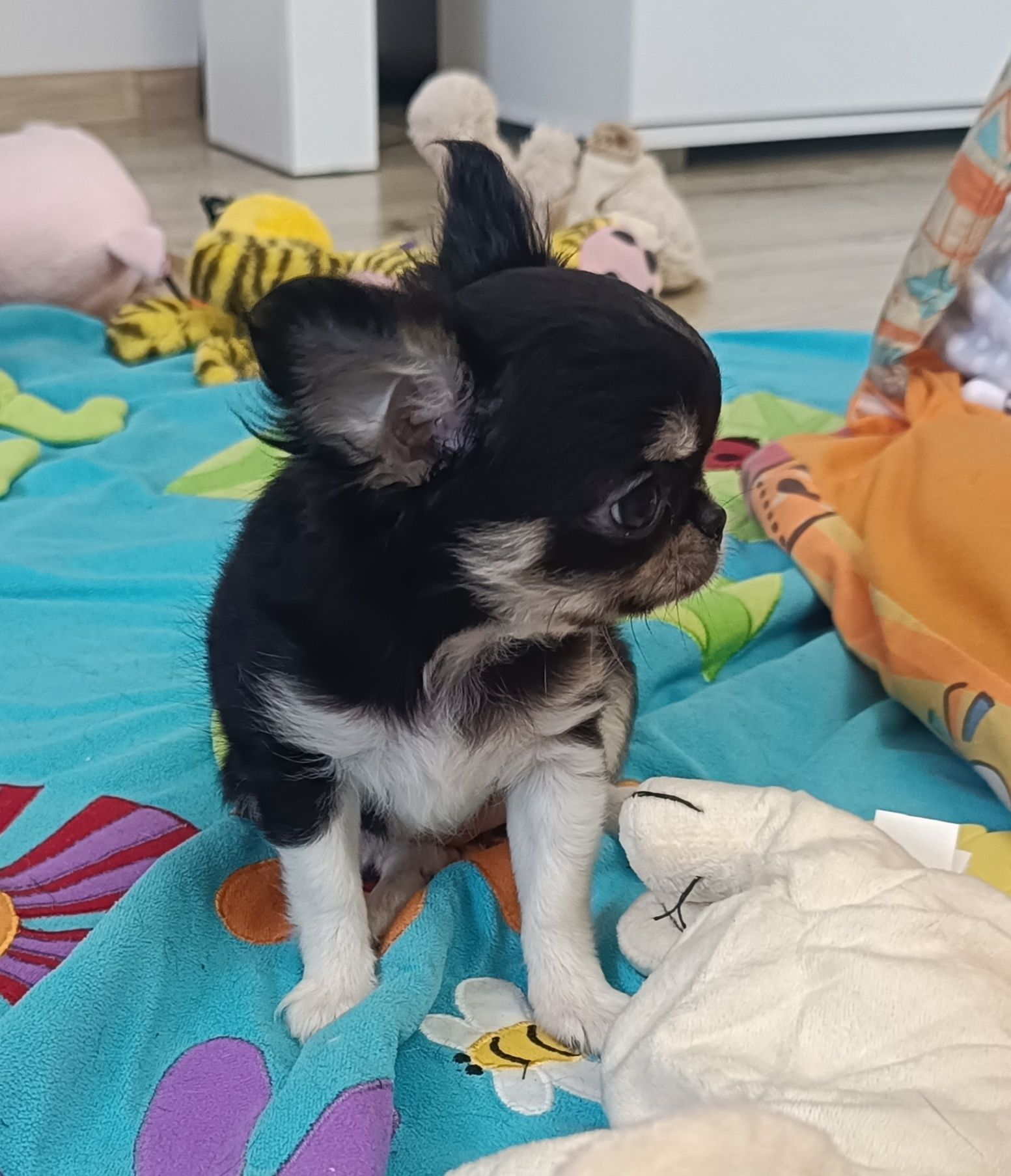 *** Cudna Mini Laleczka Chihuahua *** Gotowa do odbioru ***
