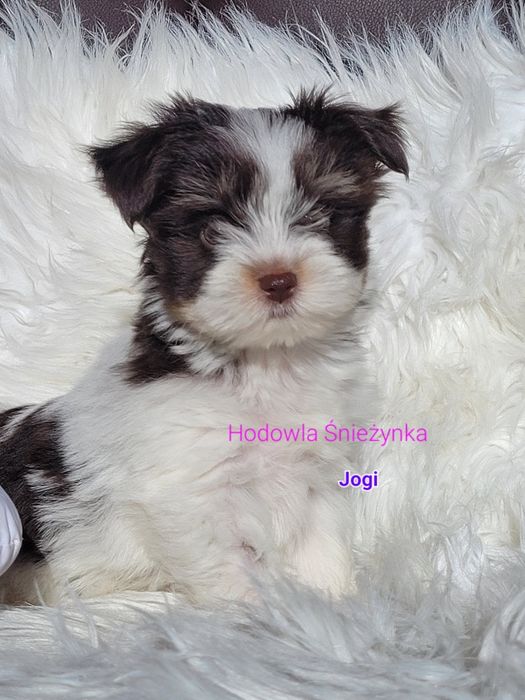 Piesek Morkie York Yorkshire terrier biewer