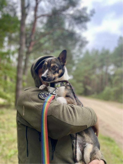 Pocieszny Bobik do przygarnięcia