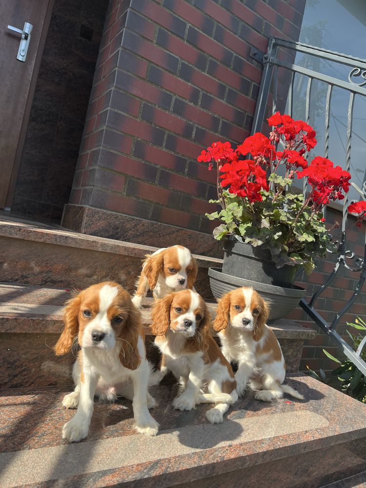 Cavalier King - Z rodowodem