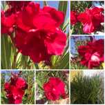 Oleander wisniowy o pachnacych kwiatach