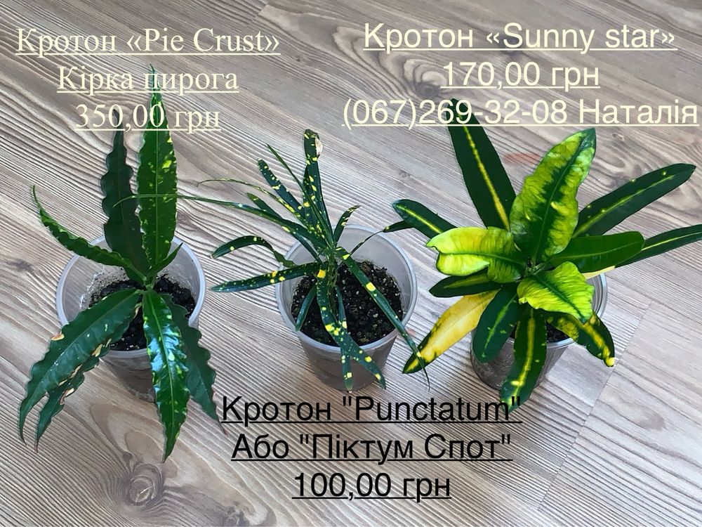 Кротони різні. Кротон