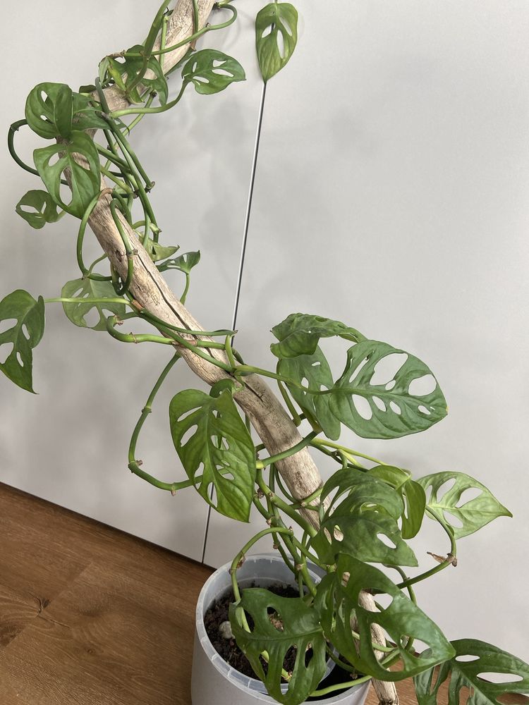 Monstera Adansonii Monkey Mask