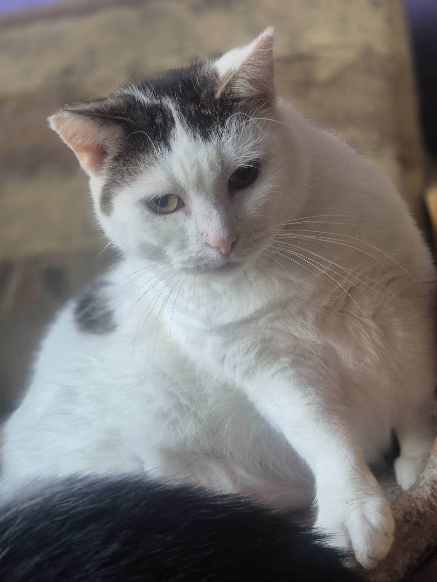 Koteczka Balbinka do pilnej adopcji