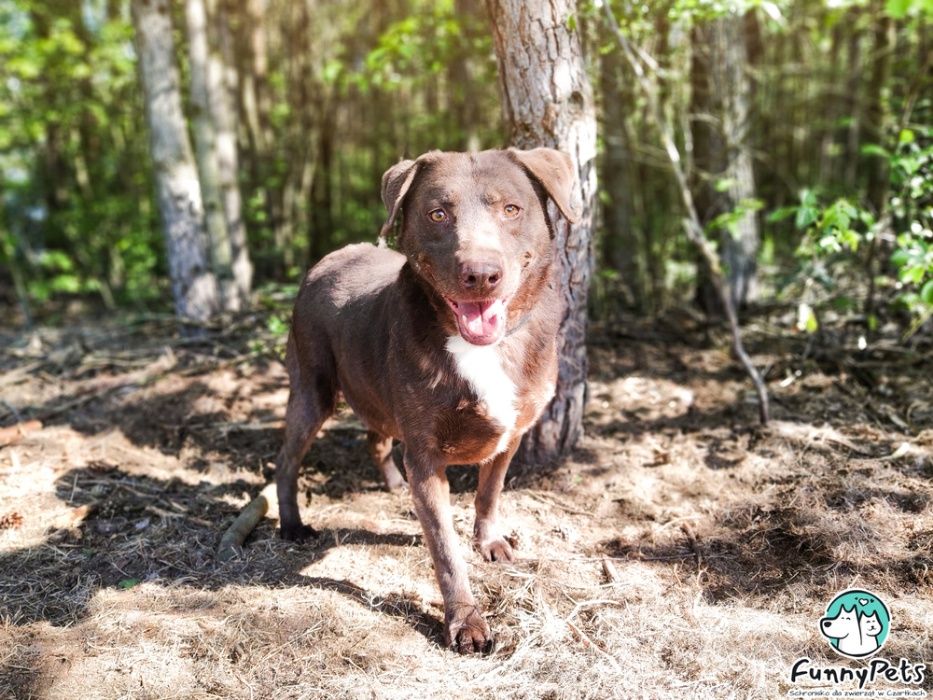 Śliczny, nieśmiały pies Boluś poleca się do adopcji!