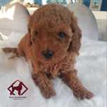 Pudel miniaturka/toy piesek red