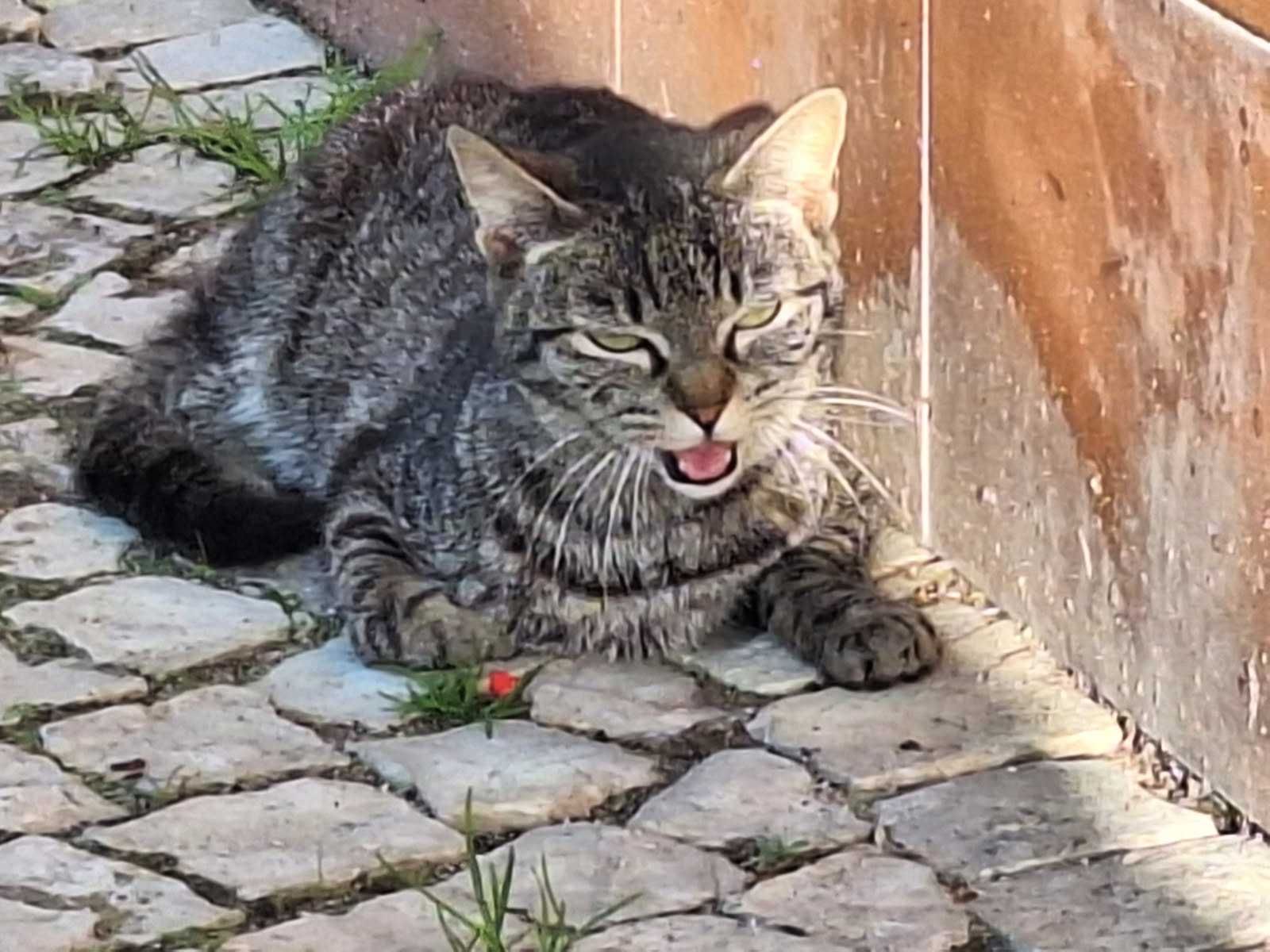 Gatinha para adoção.