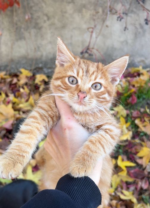 В добрые руки , срочно