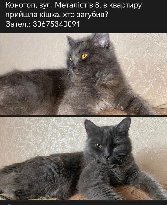 Котики та кошенята шукають родину