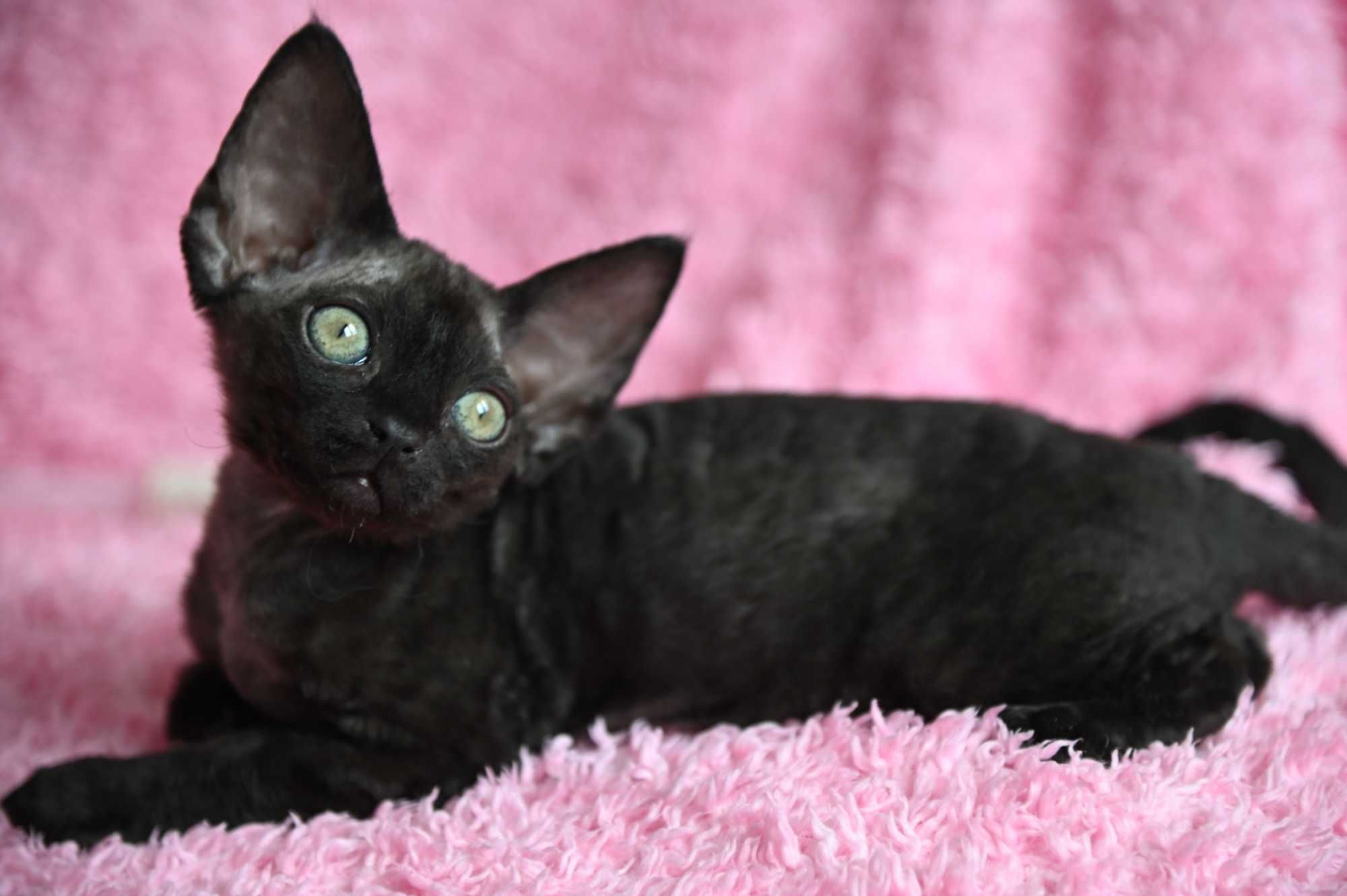 Bianka koteczka Devon Rex