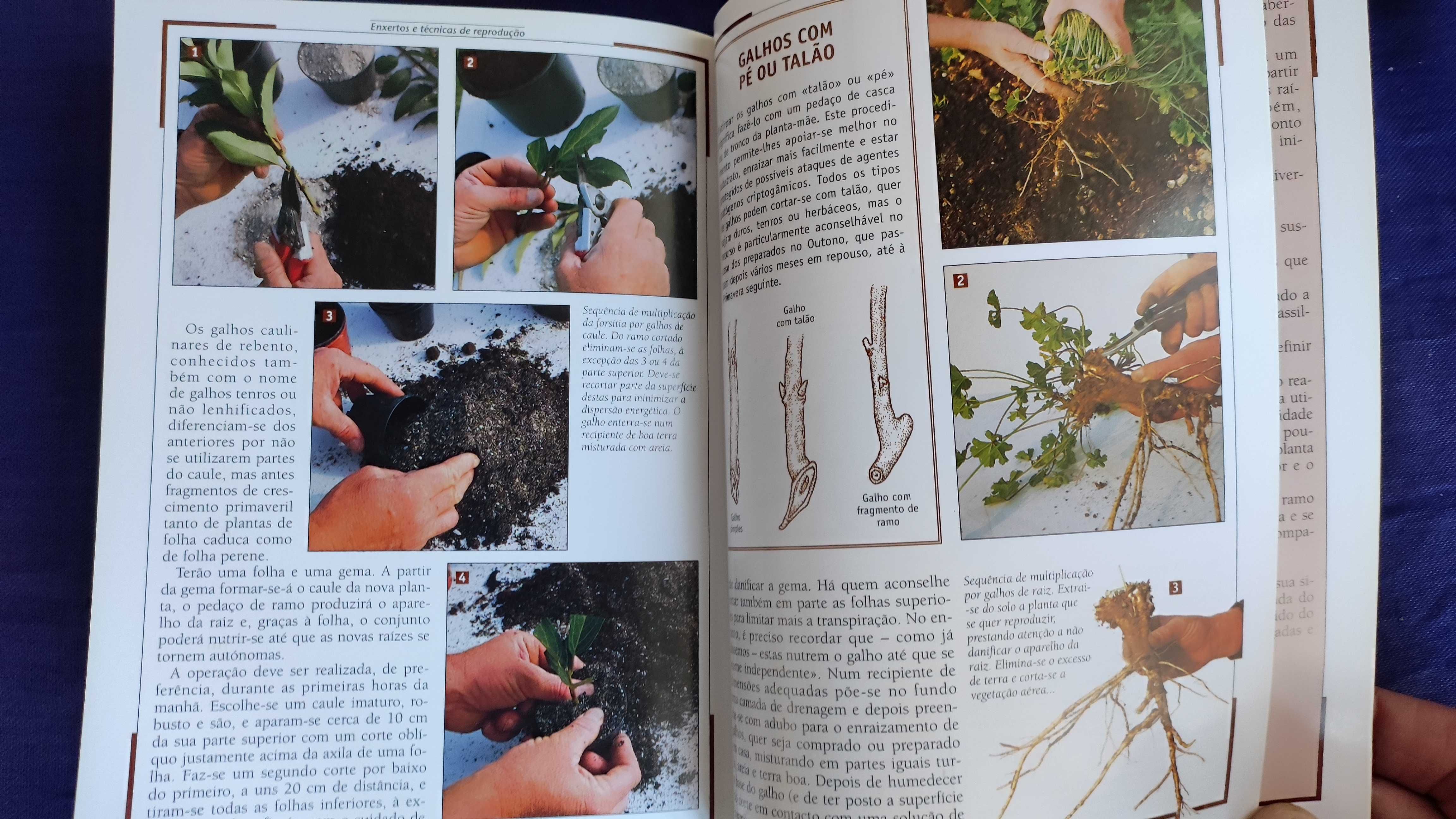 2=1 -> Culturas Hortícolas & Enxertos de Árvores