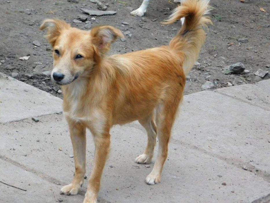 Софа стерилизованая собачка вес до 10 кг