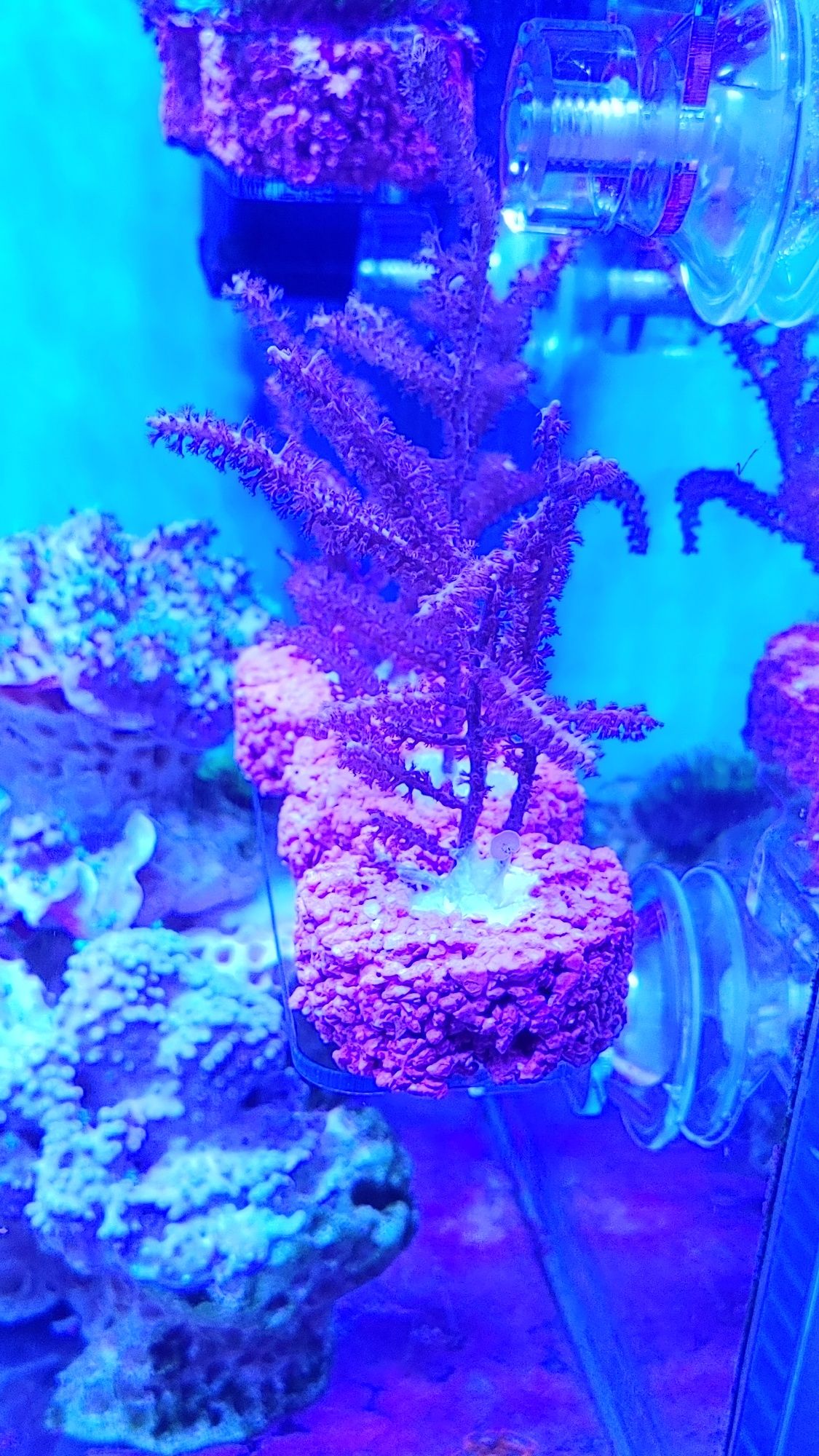 Pseudogorgonia koralowiec