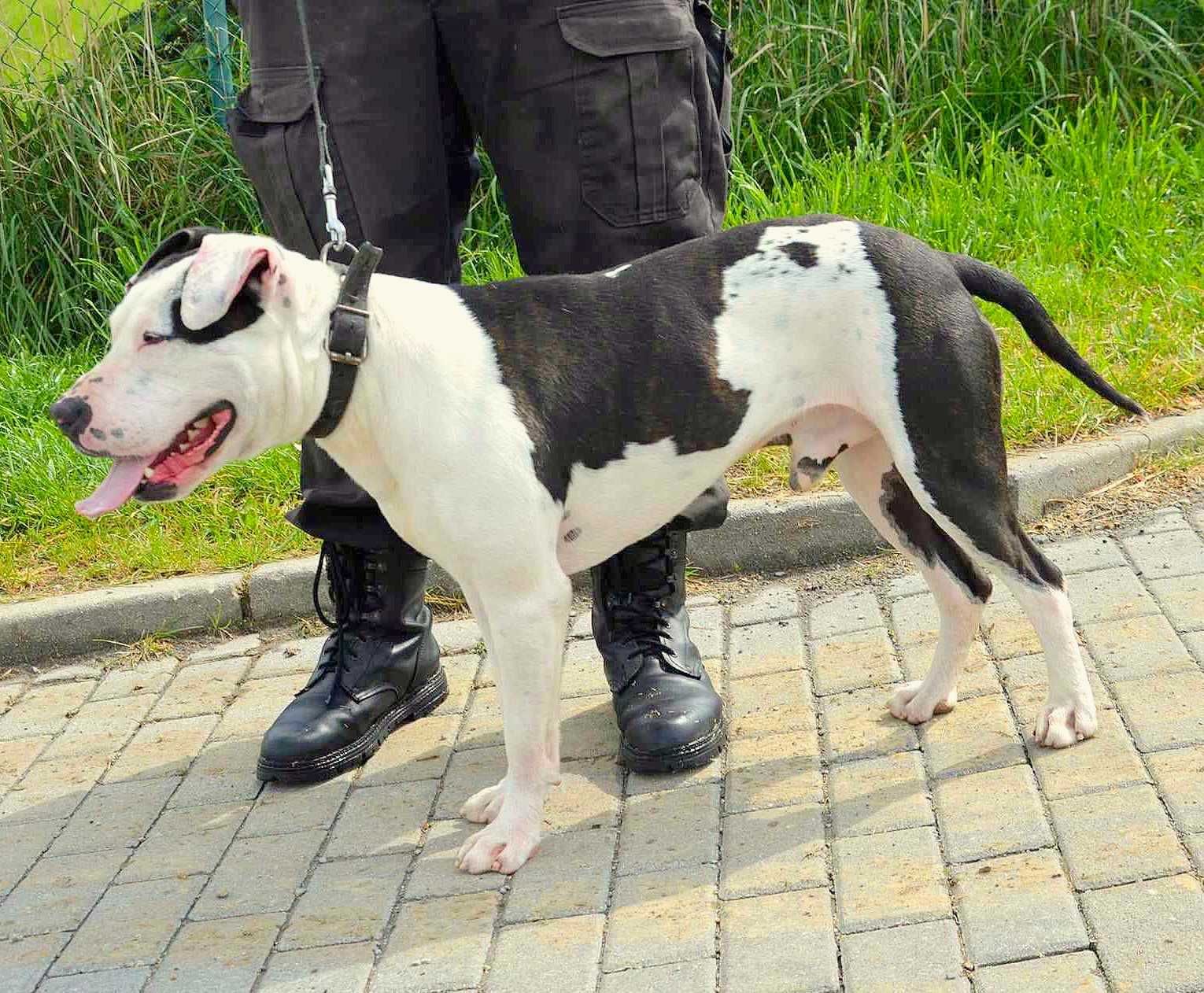 Frodo w typie pitbulla szuka odpowiedzialnego domu !