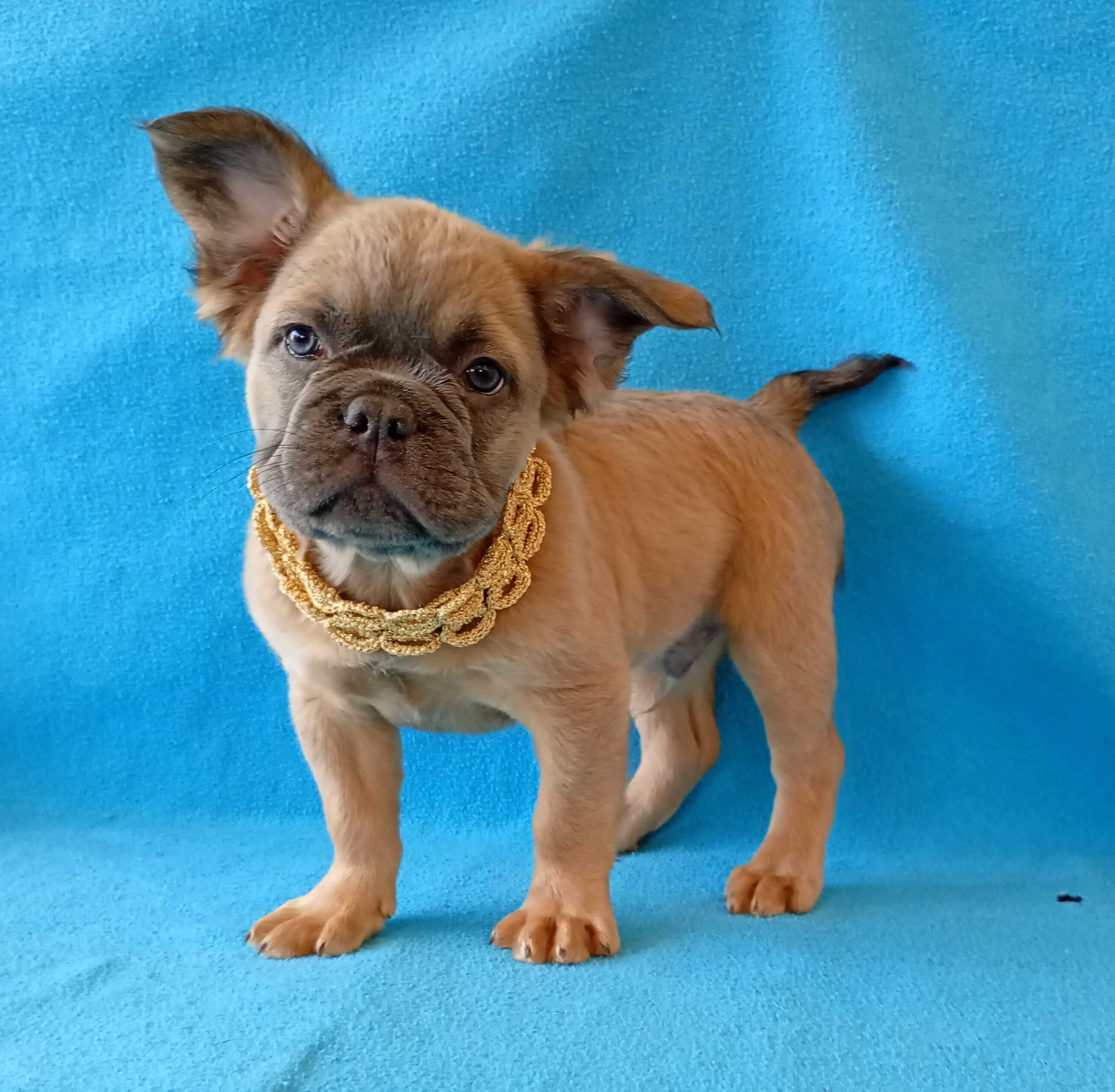 French Bulldog flaffi maco