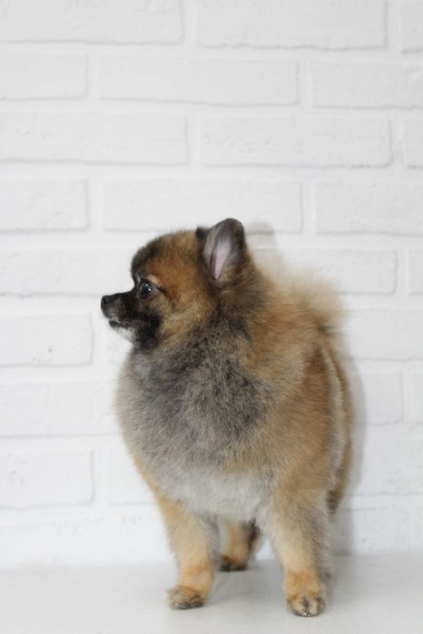 Груминг щпица ! Стрижка шпица !