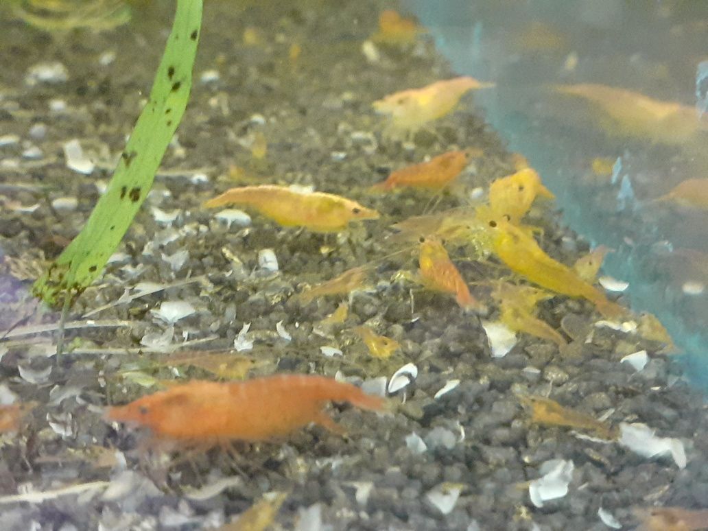 Krewetki neocaridina orange 11 szt