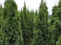 Tuja Thuja Szmaragd 140-220cm z własnej szkółki w Gdańsku, wybierz sam