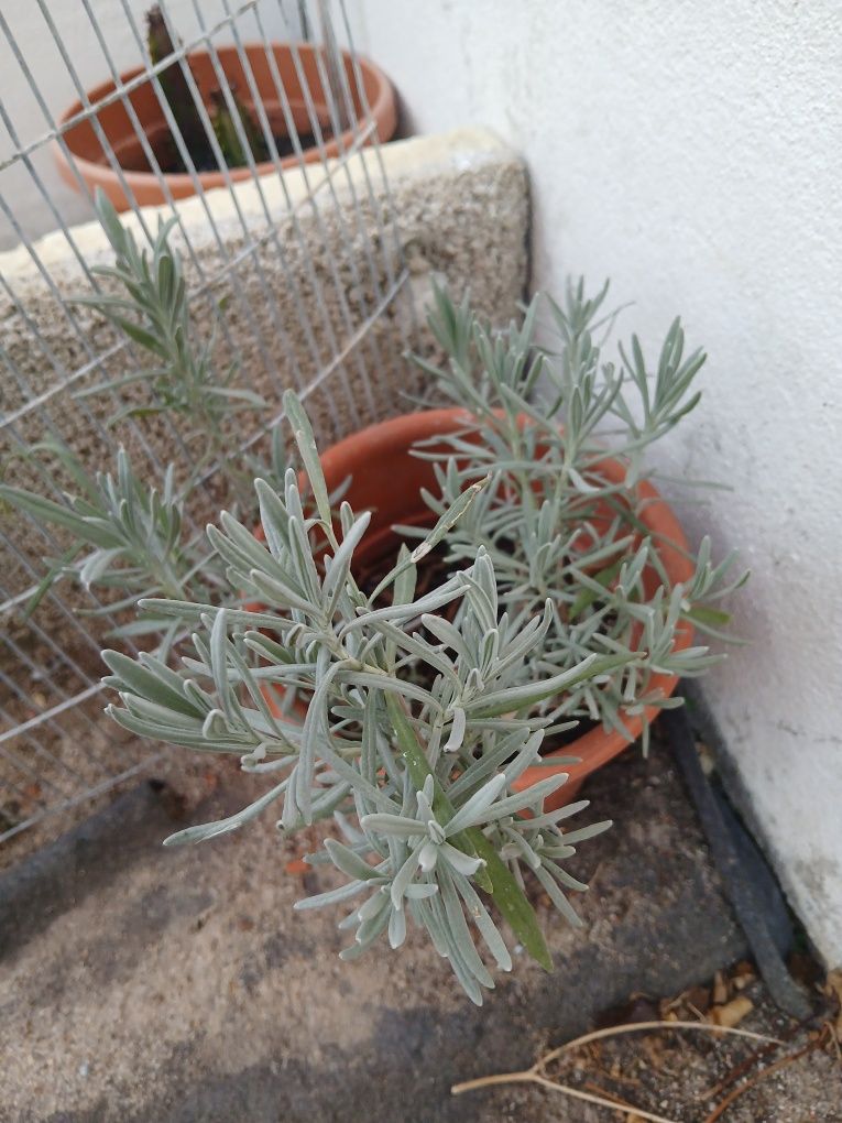 Lavanda, cheira muito bem
