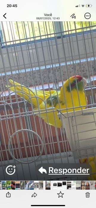 Kakarikis disponível para venda somente 1 disponível